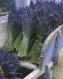 Lavender Harvest Reproduction d'art par Gunter Rossenbach