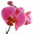 Pink Orchid Kunsttryk af Cédric Porchez
