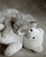 Nap with Teddy