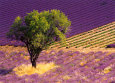 Provence Scene Lámina por Alain Christof