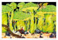 Enchanted Forest