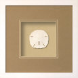 Sanddollar (Beachcomber Collection) Producto en 3D