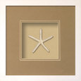 Starfish (Beachcomber Collection) Producto en 3D