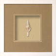 Fusinus Shell Beachcomber Collection