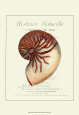 Coquilles de Mer I Art Print