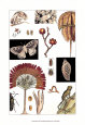 Grenouilles (art décoratif) Posters