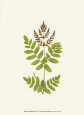 Woodland Ferns VII Lámina por Edward Lowe