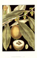 Tranquil Tropical Leaves IV Reproduction d'art