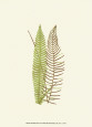 Woodland Ferns V Lámina por Edward Lowe
