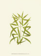 Woodland Ferns I Lámina por Edward Lowe