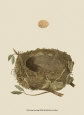 Antique Nest and Egg I Lámina por Reverend Francis O. Morris