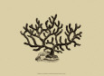 Coral on Khaki III Konsttryck av J. Wilkes