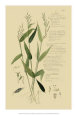 Botanical Illustration (Decorative Art) Posters