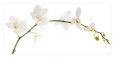 Orchidee