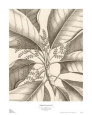 Tropical Connection II Reproduction d'art par Louis Van Houtte
