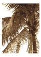 Palm Tree II Art Print by Rene Griffith