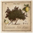 Citronnier, Cote d'Azur Kunsttrykk av Vincent Perriol