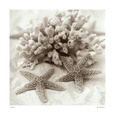 Starfish (B&W Photography) Posters