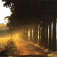 Evening Glory