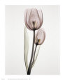 Tulipa II Art Print by Albert Koetsier