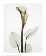 Calla I Art Print by Albert Koetsier