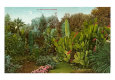 Plantas Pósteres
