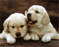 Golden Retrievers Puppies Art Print