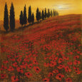 Amapolas