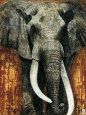 Fabienne Arietti Affiches