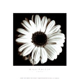 Gerbera Lámina por Bill Philip