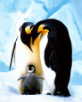 Penguins Posters