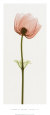 Anemone III Impressão artística por Steven N. Meyers