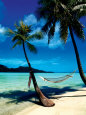 Palm Trees Posters