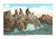 Immagini di foche Poster