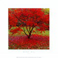 Acer Art Print by Bent Rej