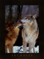 W (Photographers) Posters