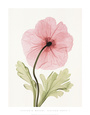Iceland Poppy I Konsttryck av Steven N. Meyers