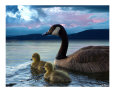 Canadian Babes reproduction procédé giclée par Bill Stephens