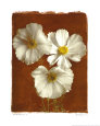 Cosmos blanc I - mini Reproduction d'art par Amy Melious
