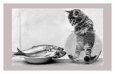 Photographies de poissons en noir et blanc Posters