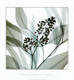Eucalyptus Art Print by Steven N. Meyers