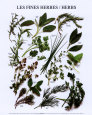 Les fines herbes Reproduction d'art