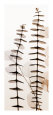 Eucalypti III Kunsttryk af Steven N. Meyers