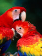 Macaws Posters