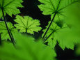 Water Drops on Leaves, Tongass National Forest, Baronof Island, Alaska, USA Photographie par Ralph Lee Hopkins