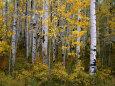 Aspen Trees Near Mcclure Pass in Gunnison National Forest, Gunnison, Colorado, USA Impressão fotográfica por Greg Gawlowski