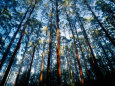 Mountain Ash Forest in Black Spur, Australia Photographic Print by Richard I'Anson