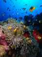 Synancées sur le récif de Jackson dans la Mer rouge, île de Tiran, Egypte Photographie par Mark Webster