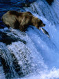 Brown Bear (Grizzly) Fishing at Waterfall, Alaska, USA Photographie par Shannon Nace