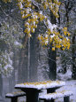 Outdoor Picnic Table Laden with Snow and Leaves, Waterton Lakes National Park, Alberta, Canada Photographie par Lawrence Worcester